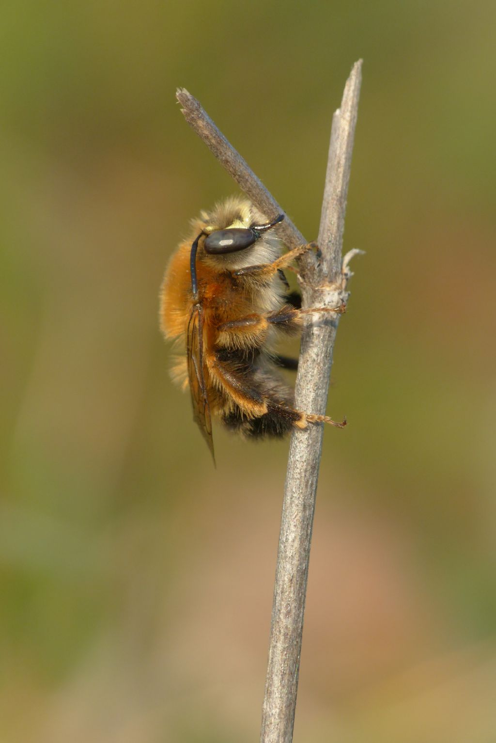 Quale imenottero Apidae?